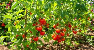 Arrosto le tue pomodori ogni giorno? Ecco perché potrebbe essere un errore fatale per il tuo orto!