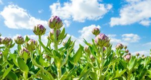 Artichaut resistente alla siccità: scopri la varietà che trasforma il tuo orto!