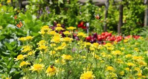 Dopo aver piantato questa fiore, le lumache sono scomparse: scopri il segreto del tuo orto fiorente!