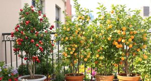 Ecco come coltivare frutta sul balcone: segreti per un mini orto fruttifero in città!