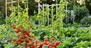 Ecco come gestire un potager in sovraccarico: strategie per raccogliere senza stress!