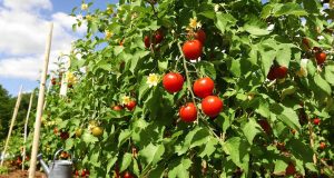 Ecco come ho salvato le mie pomodoro: da tropo foglie a fiori in un mese!