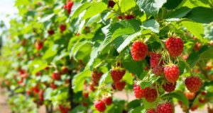 Ecco come ho triplicato le mie raccolte di lamponi grazie a un semplice cambiamento nell’irrigazione!