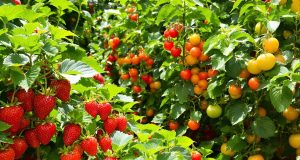 Ecco come il giusto gesto ha reso le mie fragole dolcissime e i pomodori super gustosi!