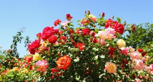 Ecco come le bucce di banana possono far fiorire i tuoi rose come mai prima d’ora!