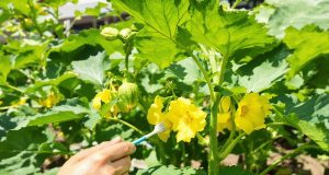 Ecco come ottenere raccolti di zucchine straordinarie con la pollinazione manuale: scopri i segreti!