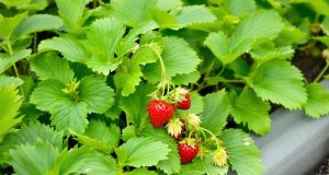 Ecco come raddoppiare la tua produzione di fragole con un trucco semplice e sorprendente