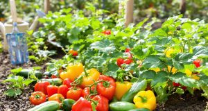 Ecco come trasformare il tuo orto quest’estate: 5 segreti per verdure dal gusto unico!