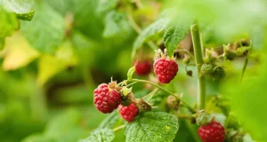 Ecco i 5 errori da evitare per coltivare framboisi come un vero esperto!