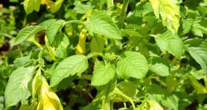Ecco il rimedio miracoloso contro i puceroni: salva le tue pomodori in 48 ore!