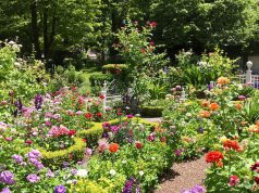 Ecco perché ho dovuto cambiare il mio giardino: le vipere hanno fatto la loro apparizione!