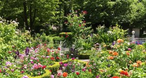 Ecco perché ho dovuto cambiare il mio giardino: le vipere hanno fatto la loro apparizione!