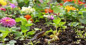 Ecco perché ho smesso di cacciare le limacce e il mio giardino è rinato: scopri come!