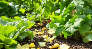Ecco perché le bucce di melone possono salvare il tuo giardino dalle limacce: scopri il loro potere!