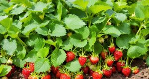 Ecco perché le tue fragole non crescono e marciscono: scopri il metodo che cambia tutto!