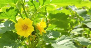 Ecco perché tagliare alcune fiori delle courgettes può salvarti il raccolto!