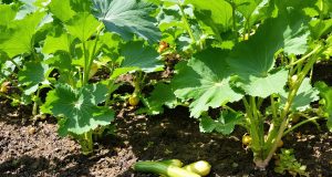 Ecco perché taglio le foglie delle mie zucchine a giugno: il segreto per una raccolta straordinaria!