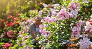 I 5 arbusti da potare a giugno per un giardino splendente: non perdere l’occasione!
