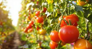 I 6 segreti per un’irrigazione vincente: pomodori splendidi e raccolto abbondante!