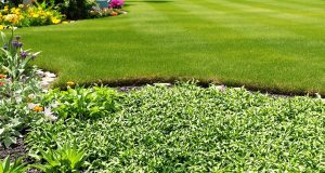 Non buttare più l’erba tagliata: 6 idee sorprendenti per riutilizzarla nel tuo giardino!