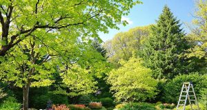 Non commettere questi errori: ecco perché non dovresti potare gli alberi in questo periodo!