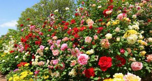 Non commettere questo errore: il 80% dei giardinieri sbaglia con le rose a giugno! Ecco come rimediare.