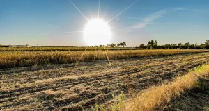 Non fare questi errori: 5 consigli per annaffiare le piante in estate senza danneggiarle