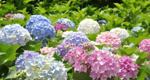 Non tagliare più i tuoi ortensie in estate: scopri l’errore che rovina la loro fioritura!