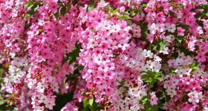 Non trascurare questo passo a giugno: il segreto per un dipladénia che fiorisce come mai prima d’ora!
