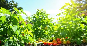 Rigenera il tuo orto in 3 giorni: scopri il segreto per verdure rigogliose tutto l’estate!