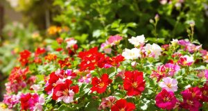 Rivitalizza i tuoi gerani con questo semplice gesto: scopri come farli fiorire di nuovo!