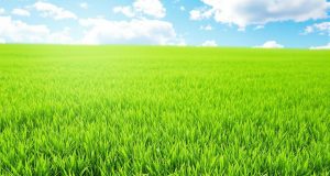 Rivoluziona il tuo prato in 3 minuti: ecco come affrontare il caldo estivo senza stress!