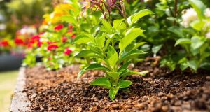 Scopri 4 modi ingegnosi per trasformare il marc di caffè in un tesoro per il tuo giardino!