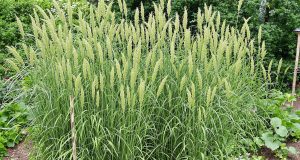 Scopri 5 metodi sorprendenti per combattere la prêle e salvare il tuo giardino!