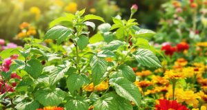 Scopri 7 soluzioni naturali sorprendenti per difendere il tuo giardino dai temuti afidi!