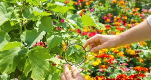 Scopri 7 strategie imperdibili per combattere i puceroni prima del 15 giugno!