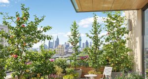 Scopri come 5 alberi da frutto in vaso hanno trasformato il mio balcone in un’oasi urbana incredibile
