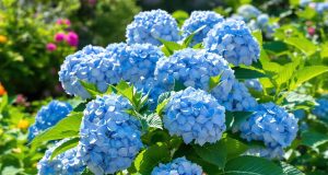 Scopri come cambiare il colore delle tue ortensie in un solo gesto: il trucco del caffè!