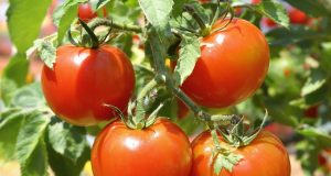 Scopri come ho salvato le mie pomodori in un attimo: due ricette anti-puceroni da provare subito!