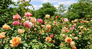 Scopri come il cambiamento climatico accelera la fioritura dei roseti: 5 soluzioni per un giardino resiliente