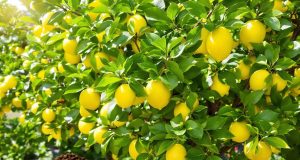 Scopri come il marc de café può trasformare i tuoi limoni: vantaggi e segreti da non perdere!