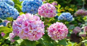 Scopri come il marc de caffè cambia colore e crescita degli hortensia: ecco il segreto!