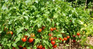 Scopri come il pacciame può trasformare il tuo orto e farti ottenere pomodori succosi quest’estate!
