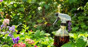 Scopri come il sapone nero può eliminare definitivamente i moucherons dal tuo giardino!