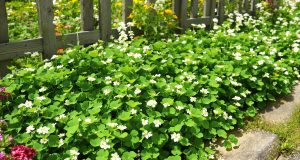 Scopri come il trifoglio bianco può liberarti dalle erbacce fino all’autunno: un alleato naturale per il tuo giardino!