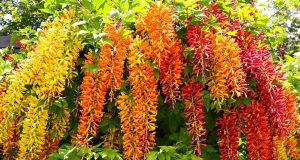 Scopri come la bignone può trasformare il tuo giardino in un paradiso fiorito già ad agosto: ecco i segreti!