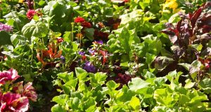 Scopri come liberarti dai charançons in giardino: 5 metodi naturali per un giardino sano e fiorente!
