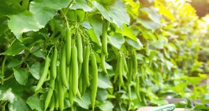 Scopri come raddoppiare i tuoi fagiolini bio fino alla fine dell’estate con un semplice trucco di potatura!
