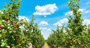Scopri come salvare il tuo frutteto dalla siccità: 5 semplici gesti per mele succose!