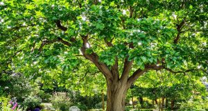 Scopri come un solo albero può rendere il tuo giardino un’oasi fresca e ombreggiata per tutta l’estate